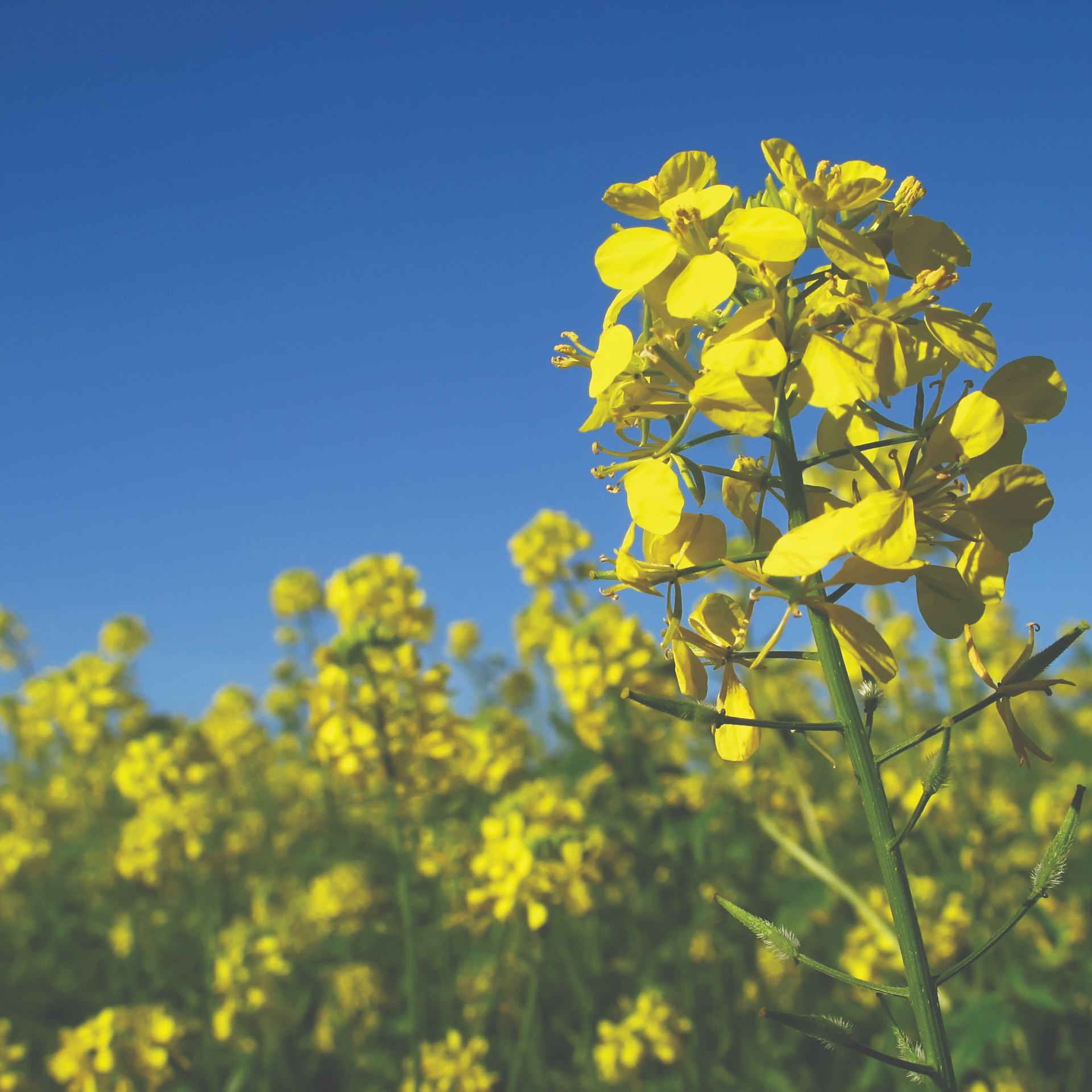 Swathing vs. Direct Combining for Canola Harvest