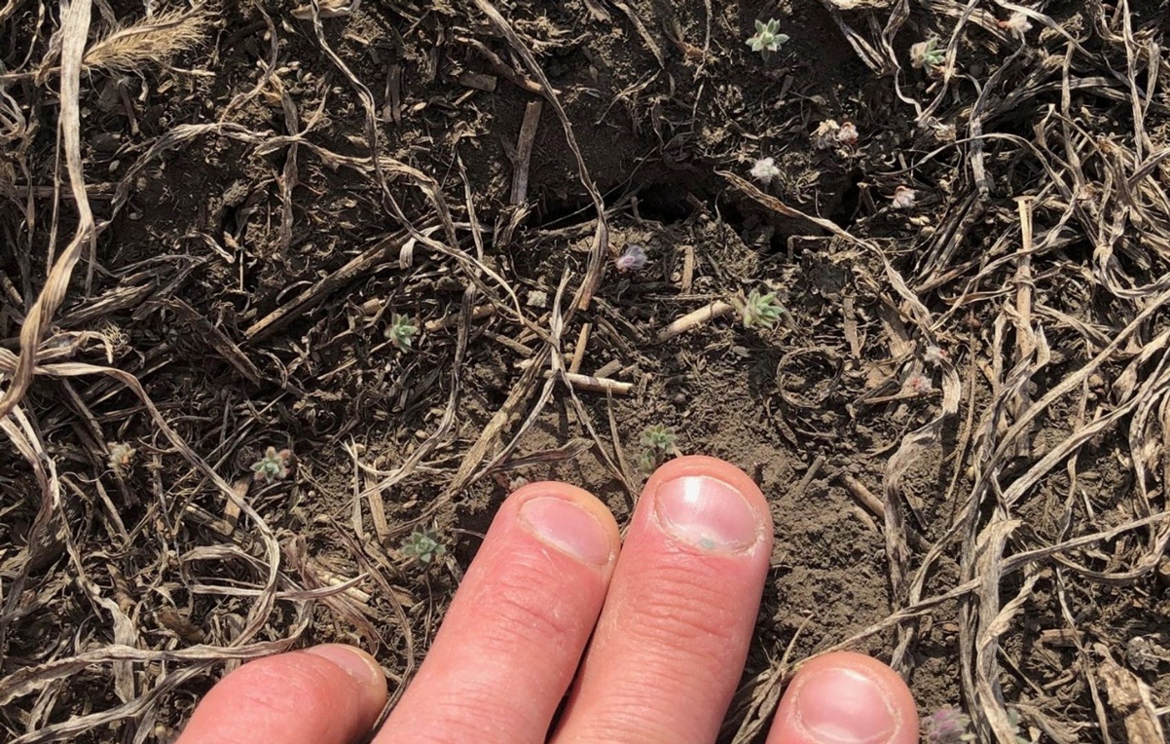 The Most Common Questions on Pre-seed Herbicide Application this Year