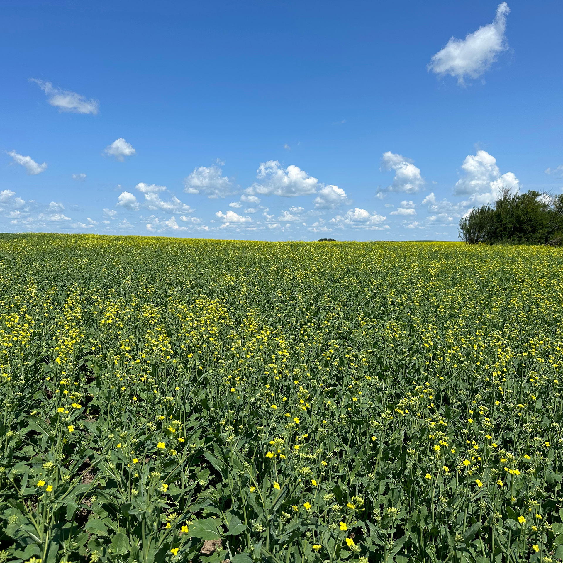 Choosing the Right Fertilizers for Successful Canola Cultivation