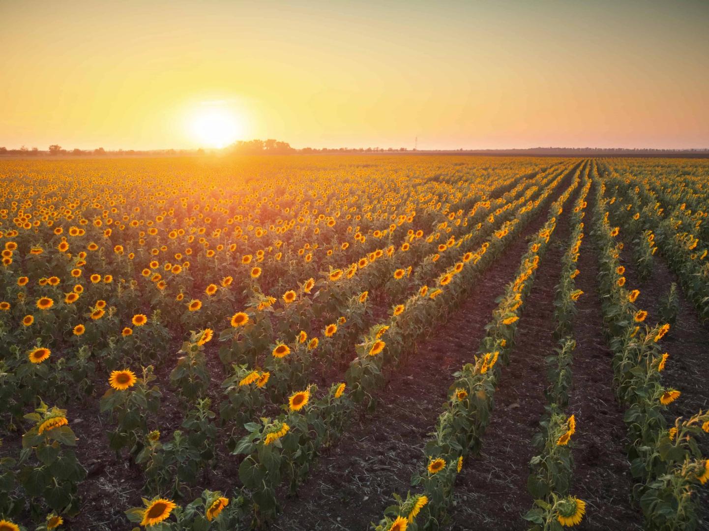 Sunflowers - Clearfield