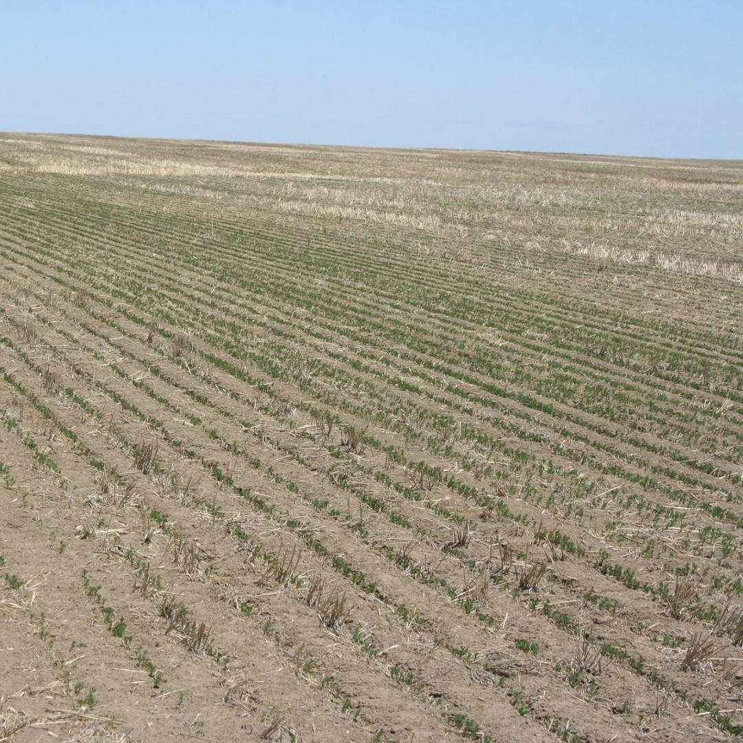 Understanding Herbicide Resistance