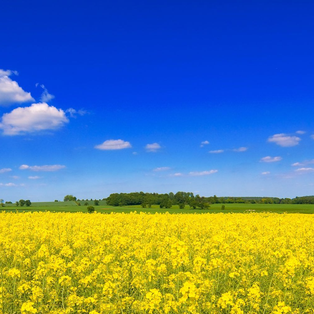 Choosing the Right Fertilizers for Successful Canola Cultivation