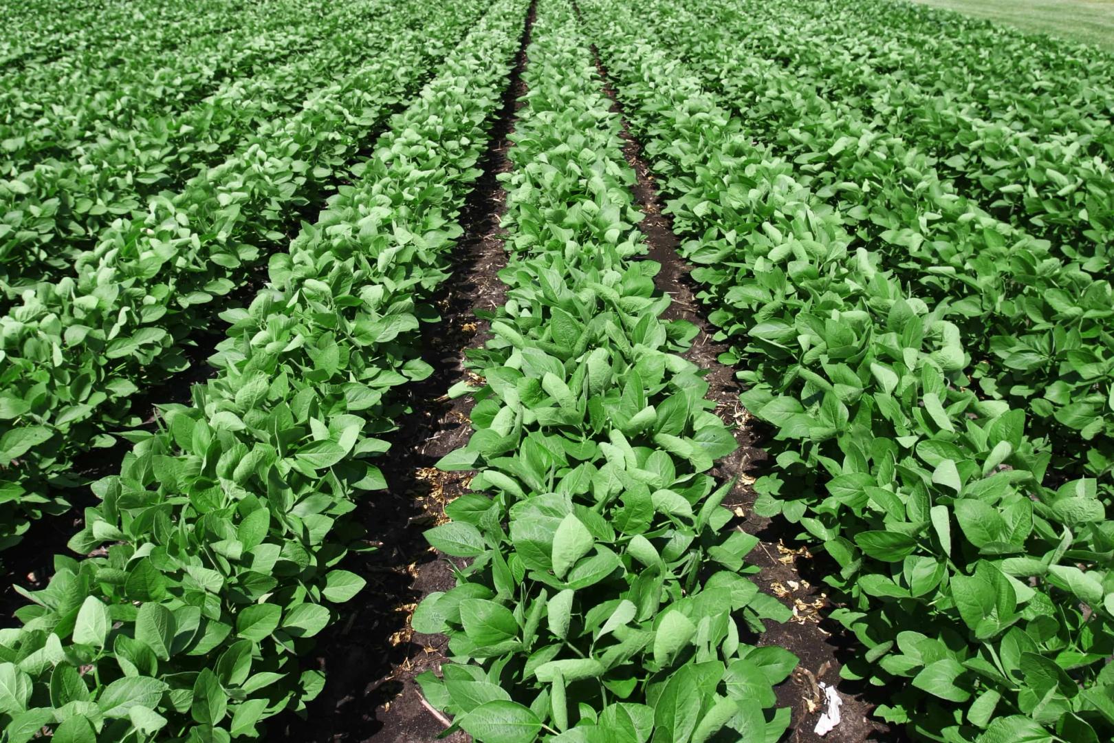 Soybeans - Conventional