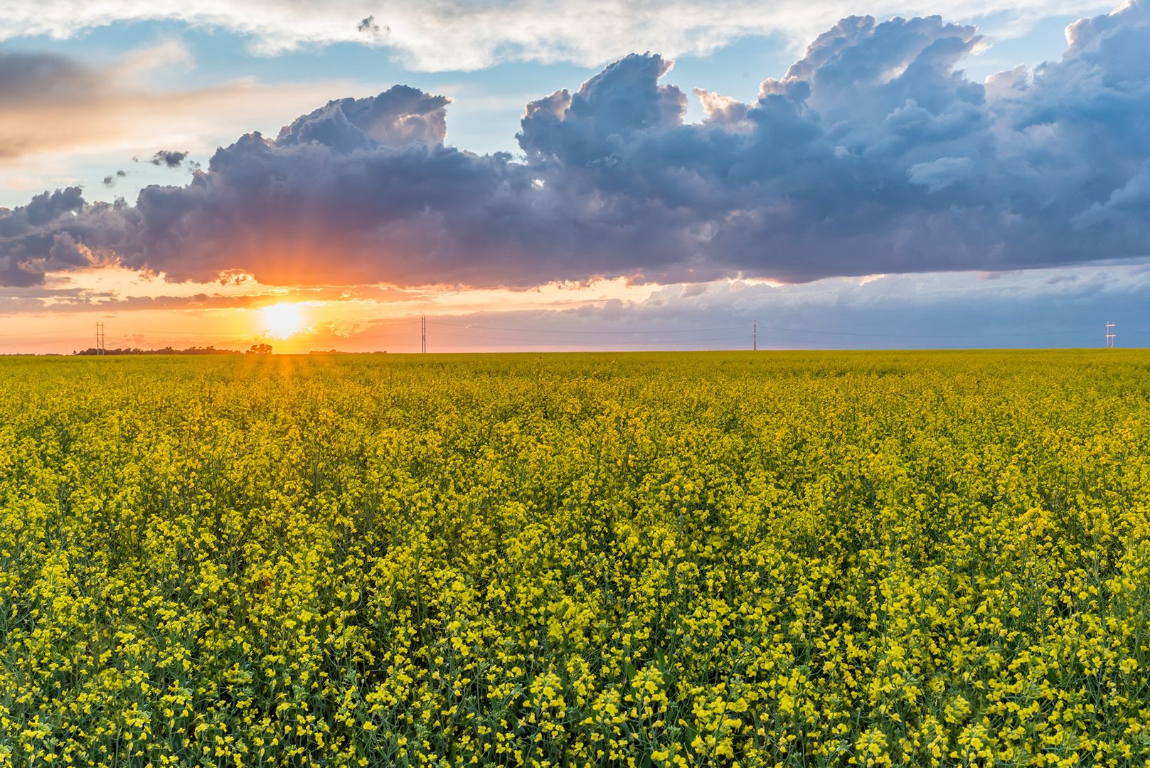 The Nutrients Needed to Maximize Yields – Micro-Phos