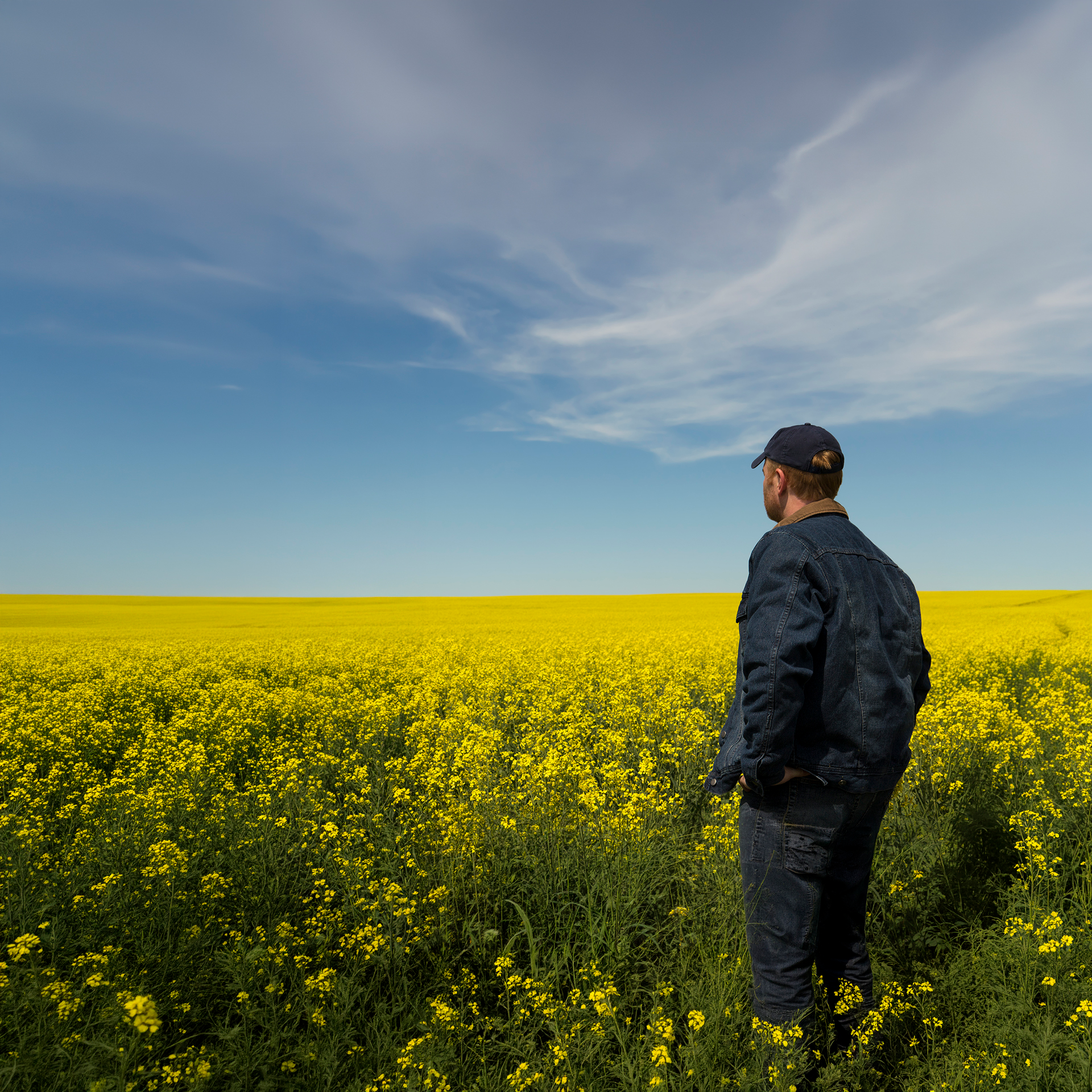 Choosing the Right Fertilizers for Successful Canola Cultivation