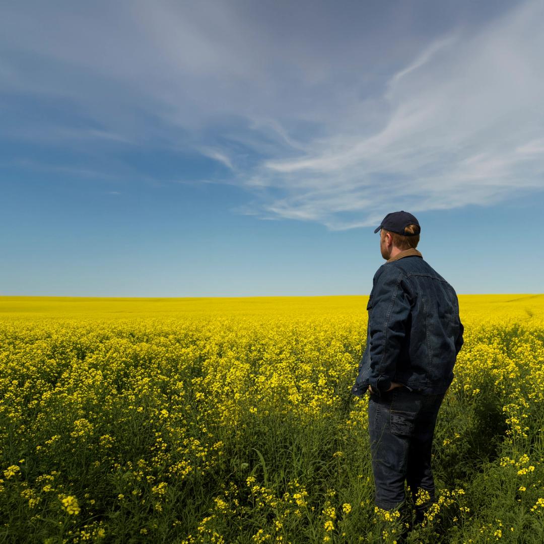 Choosing the Right Fertilizers for Successful Canola Cultivation