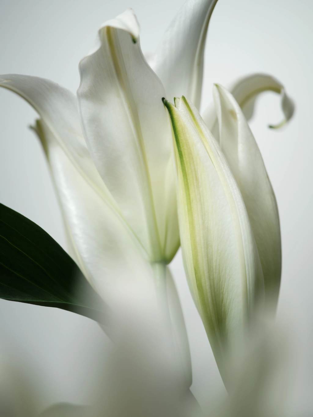 White lily petals in soft, diffused light