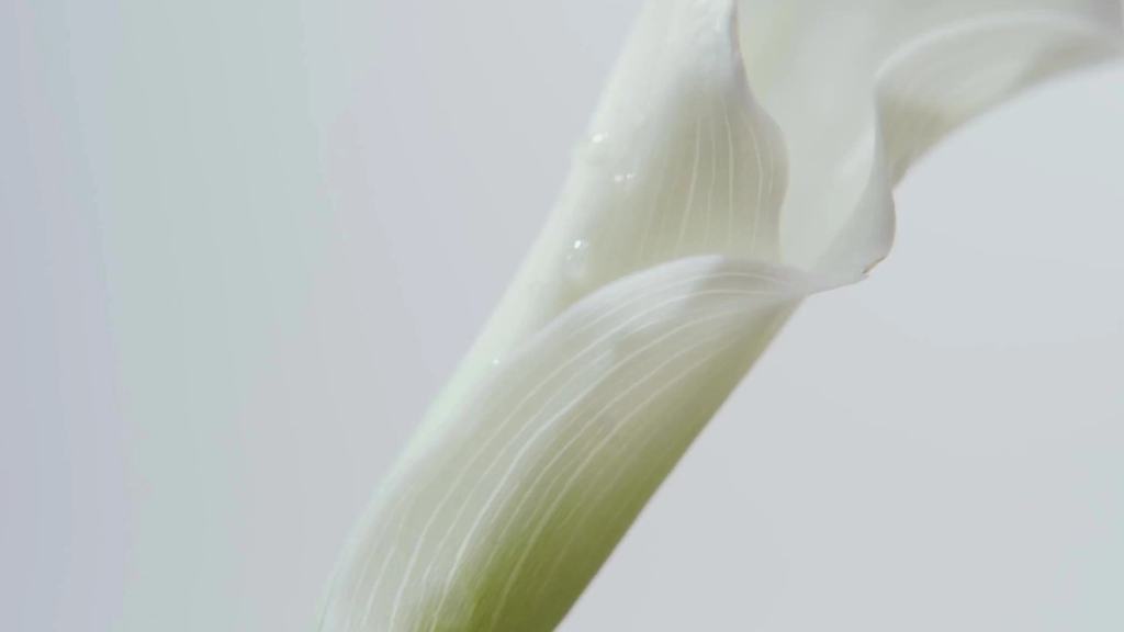 Close view of a white calla lily