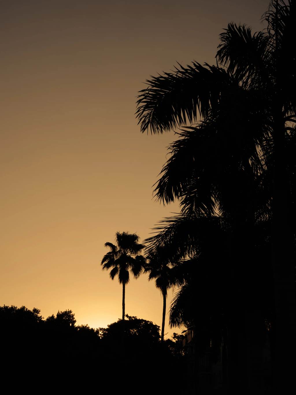 Palm trees silhouetted against a glowing Miami sunset
