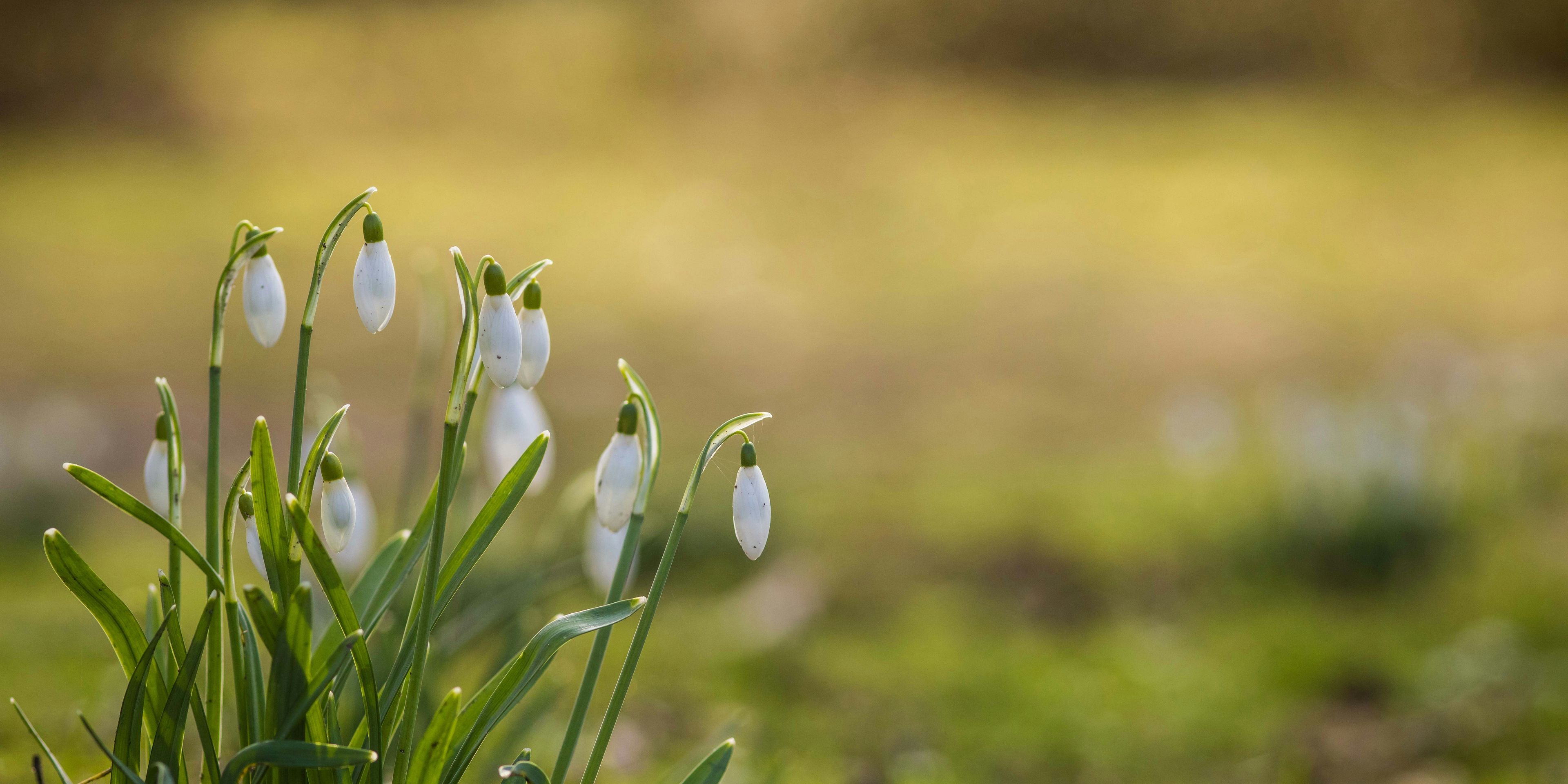 A bunch of snowdrop flowers growing in the grass.