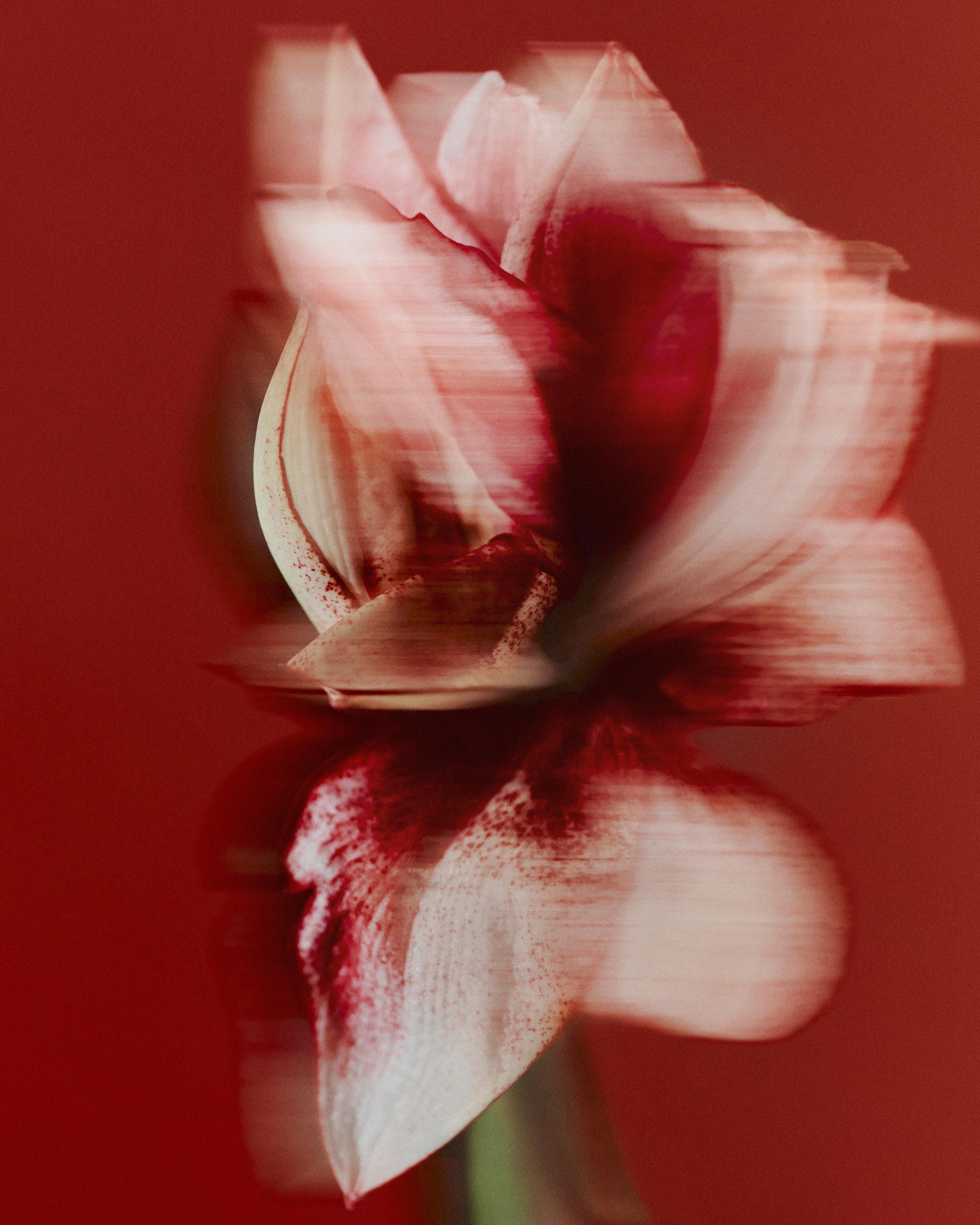 Image from Jasmina Martiradonna