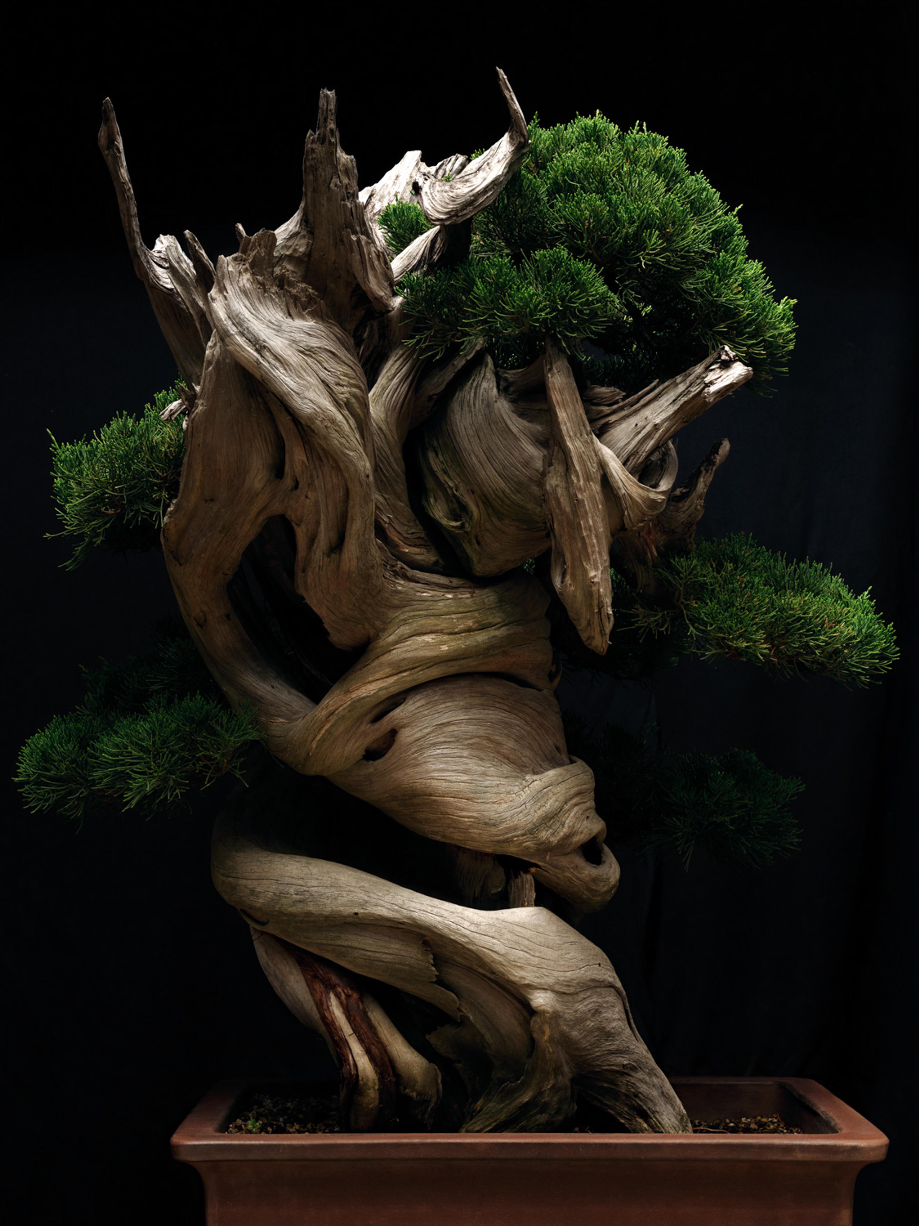 Image from Anoush Abrar