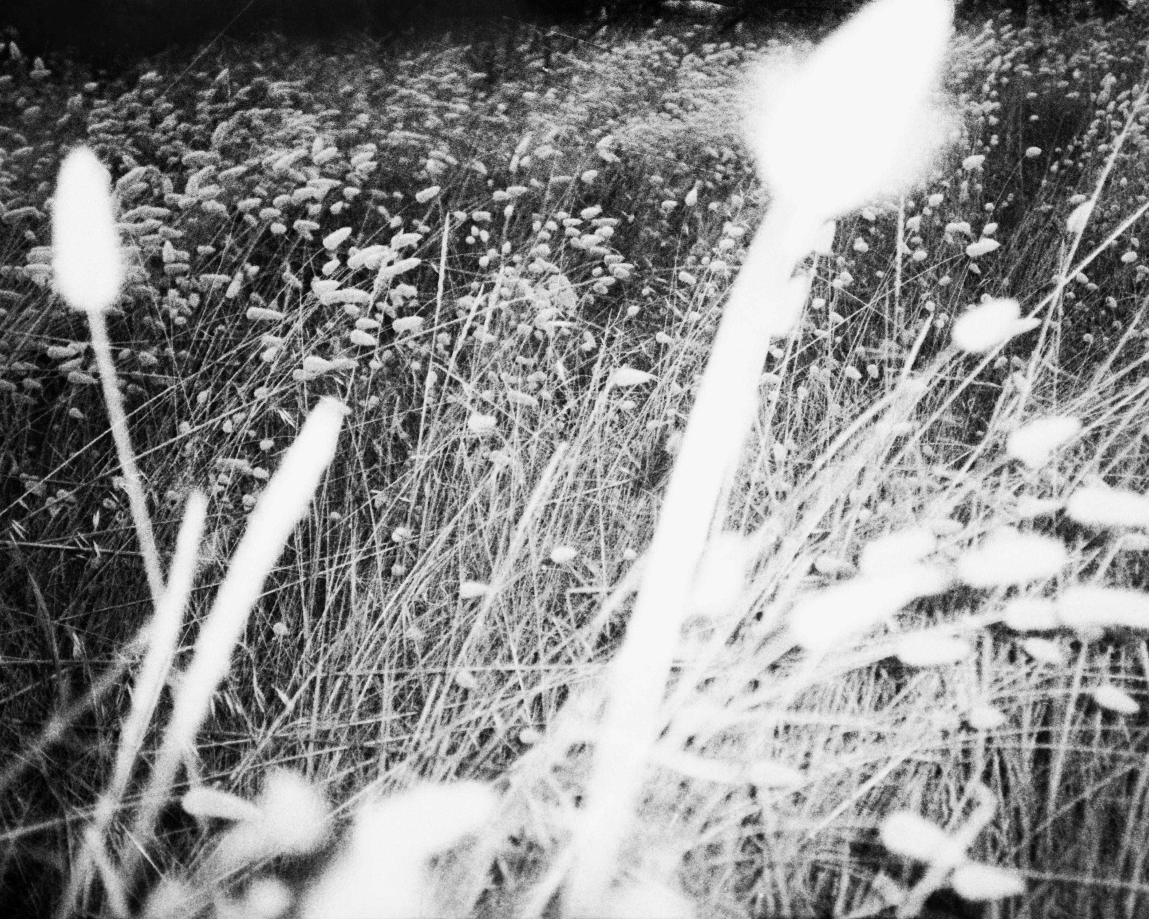 Image from Jasmina Martiradonna