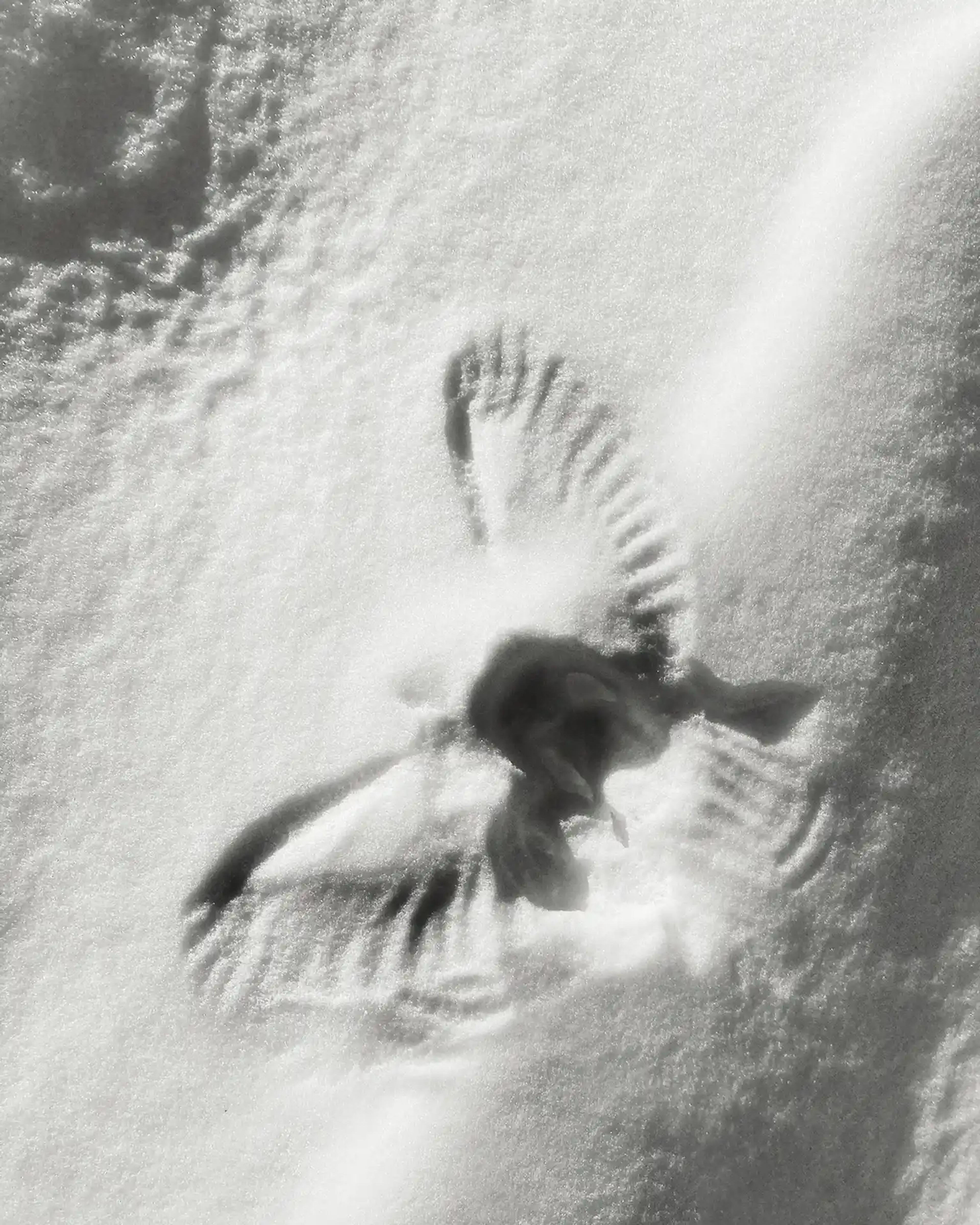 Image from Jasmina Martiradonna