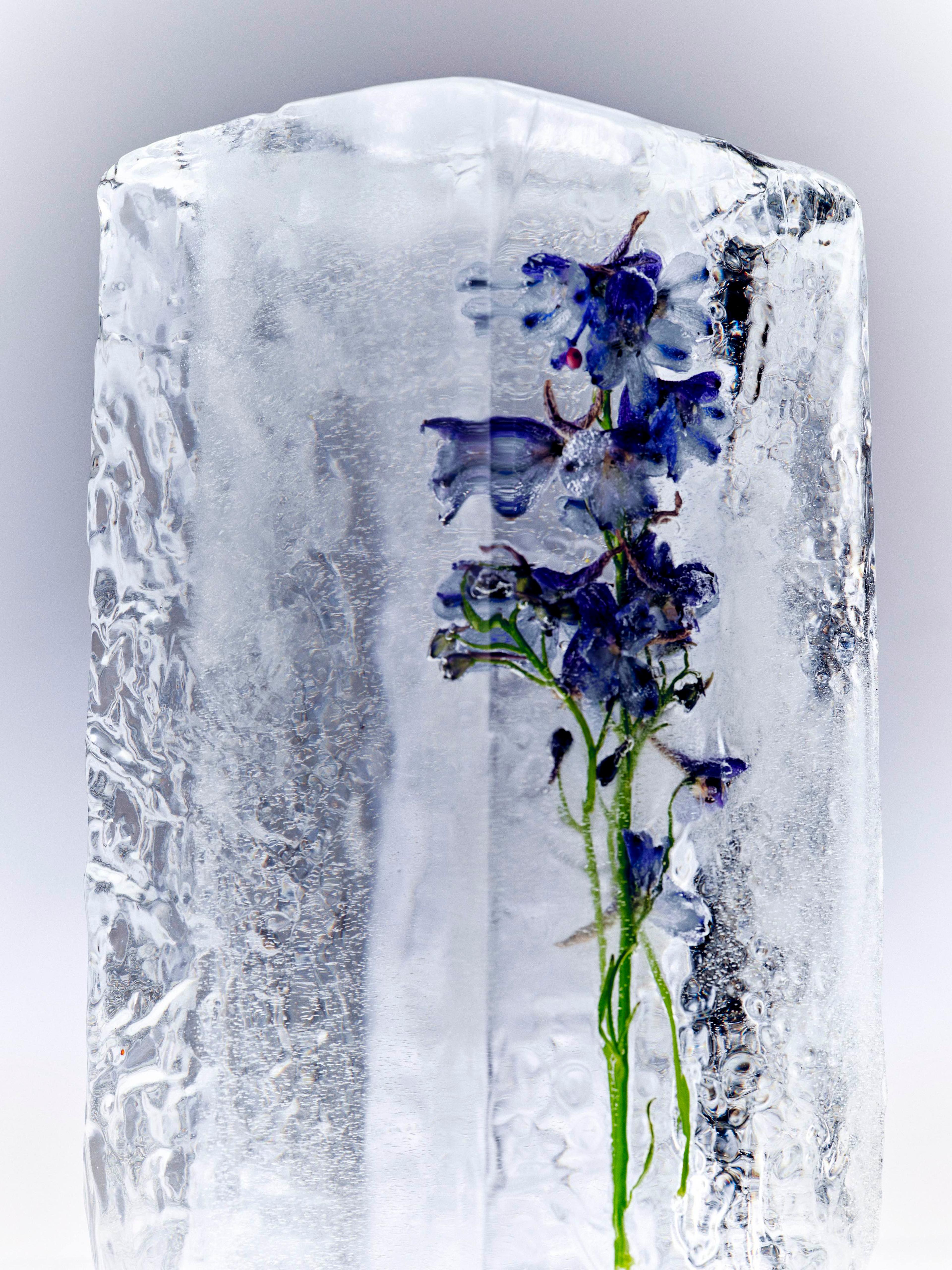 Image 4 of 4 from Benjamin Vigliotta
