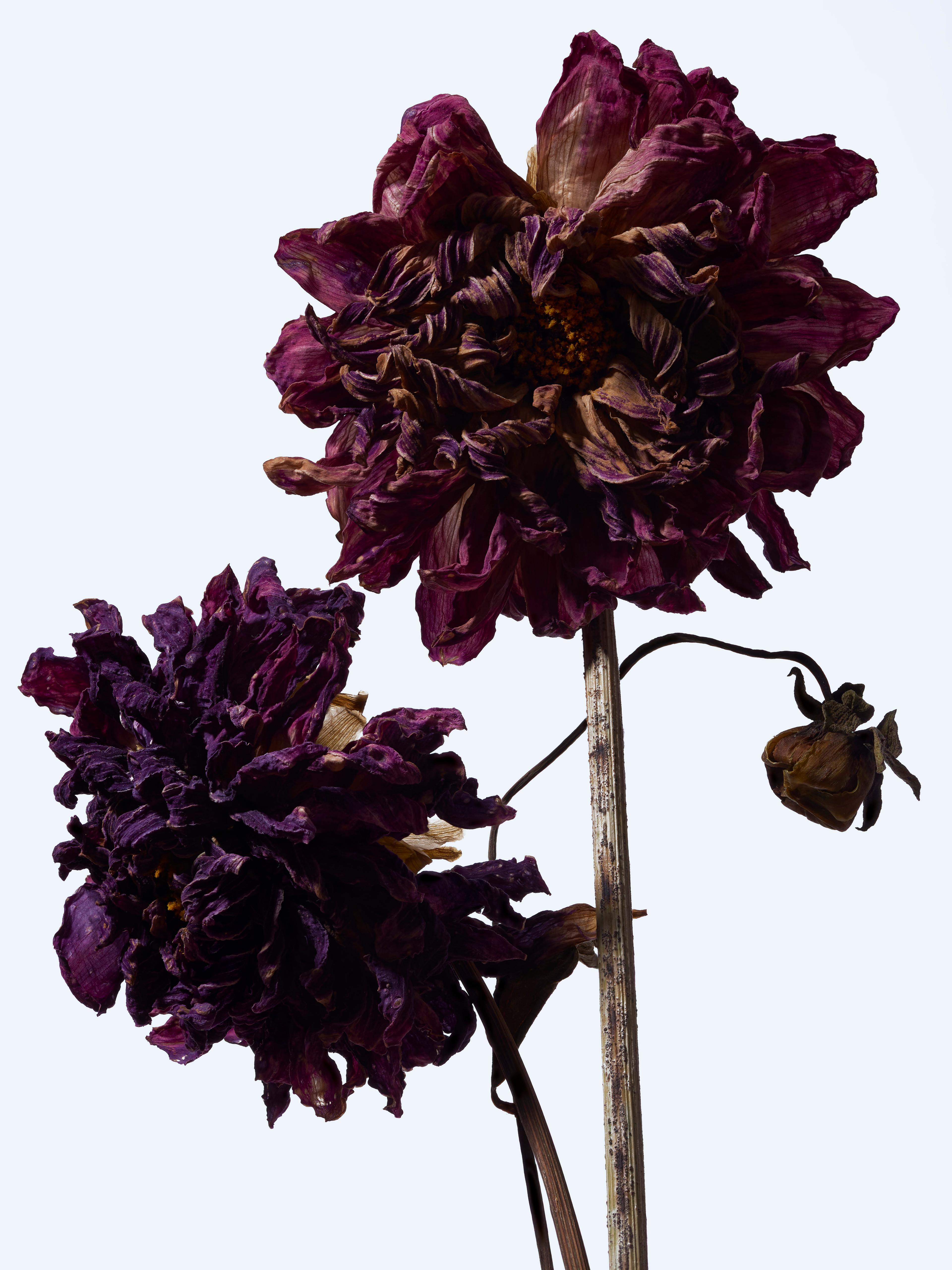 Image from Benjamin Vigliotta