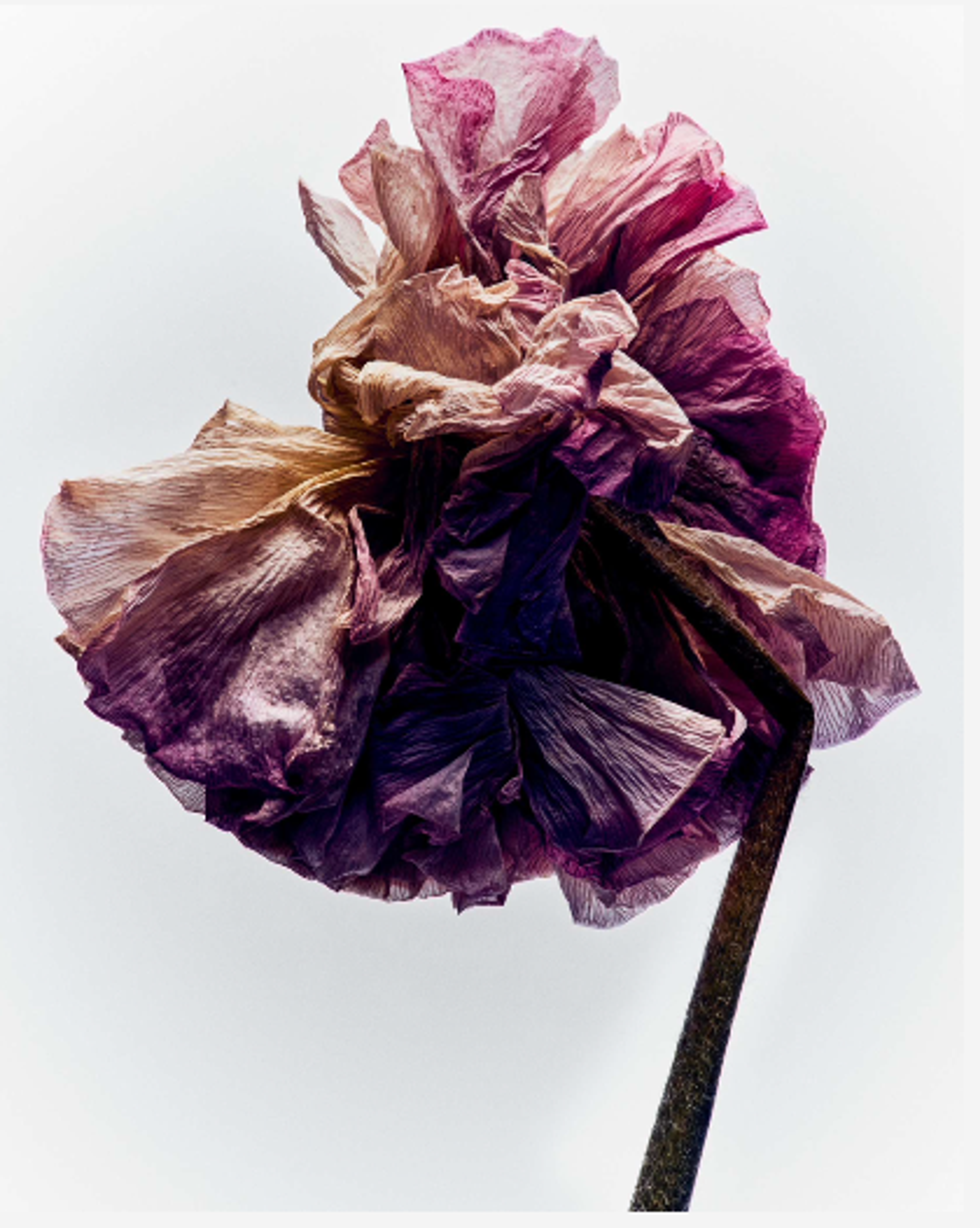 Image from Benjamin Vigliotta