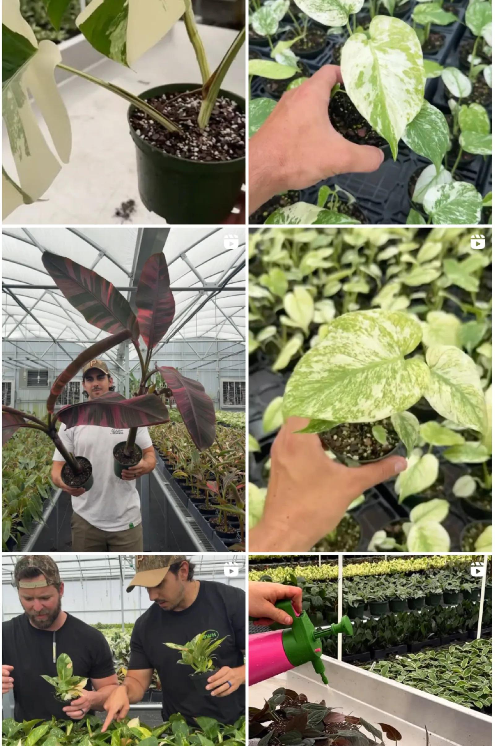 Example of posts about plants from BWH.