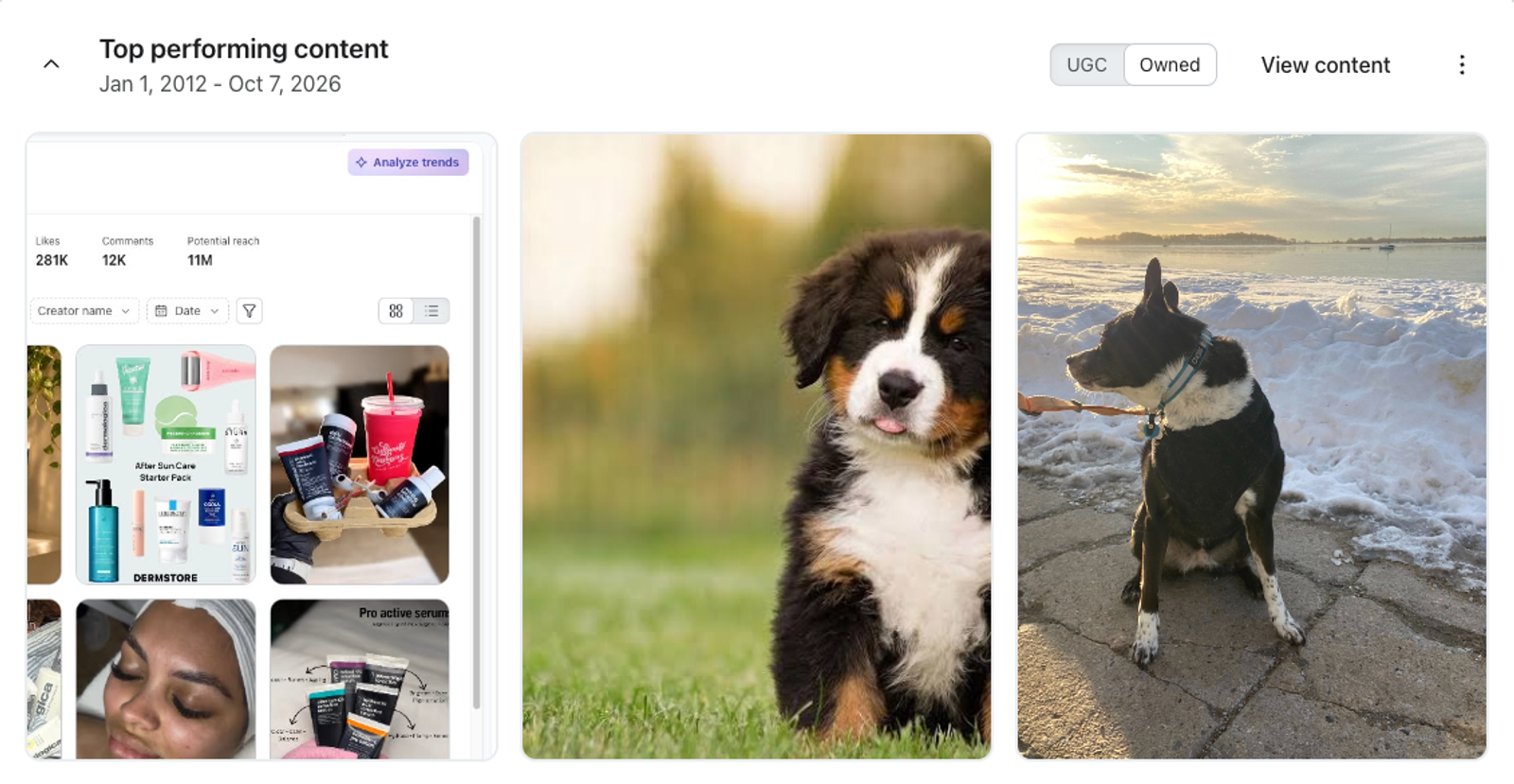 A web interface displaying 'Top performing content', featuring a content dashboard, a Bernese Mountain Dog puppy on grass, and a dog by snowy water at sunset.