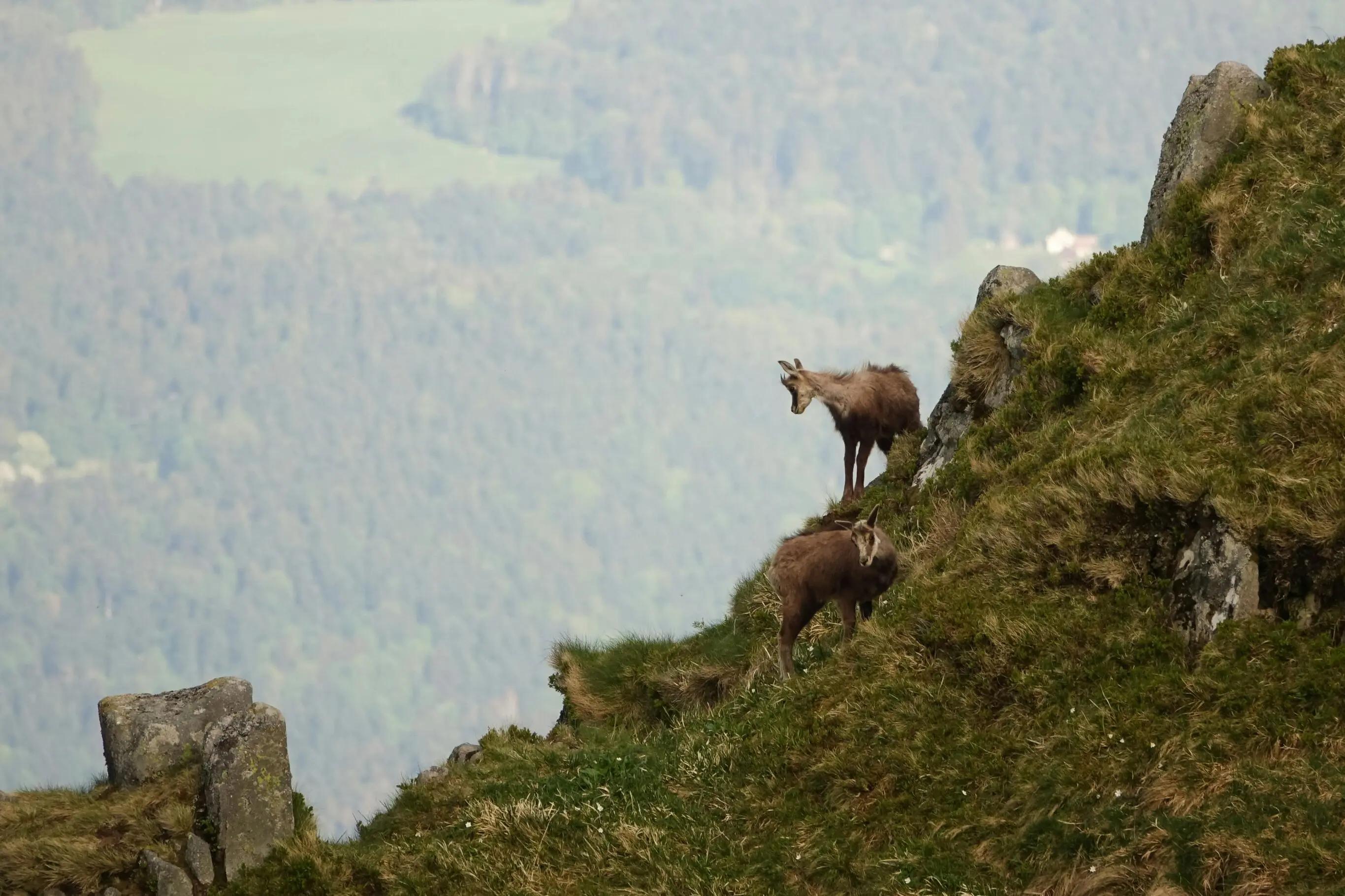 Deux chamois perchés sur une pente escarpée dans les montagnes des Vosges, avec une vue panoramique sur la forêt en arrière-plan.