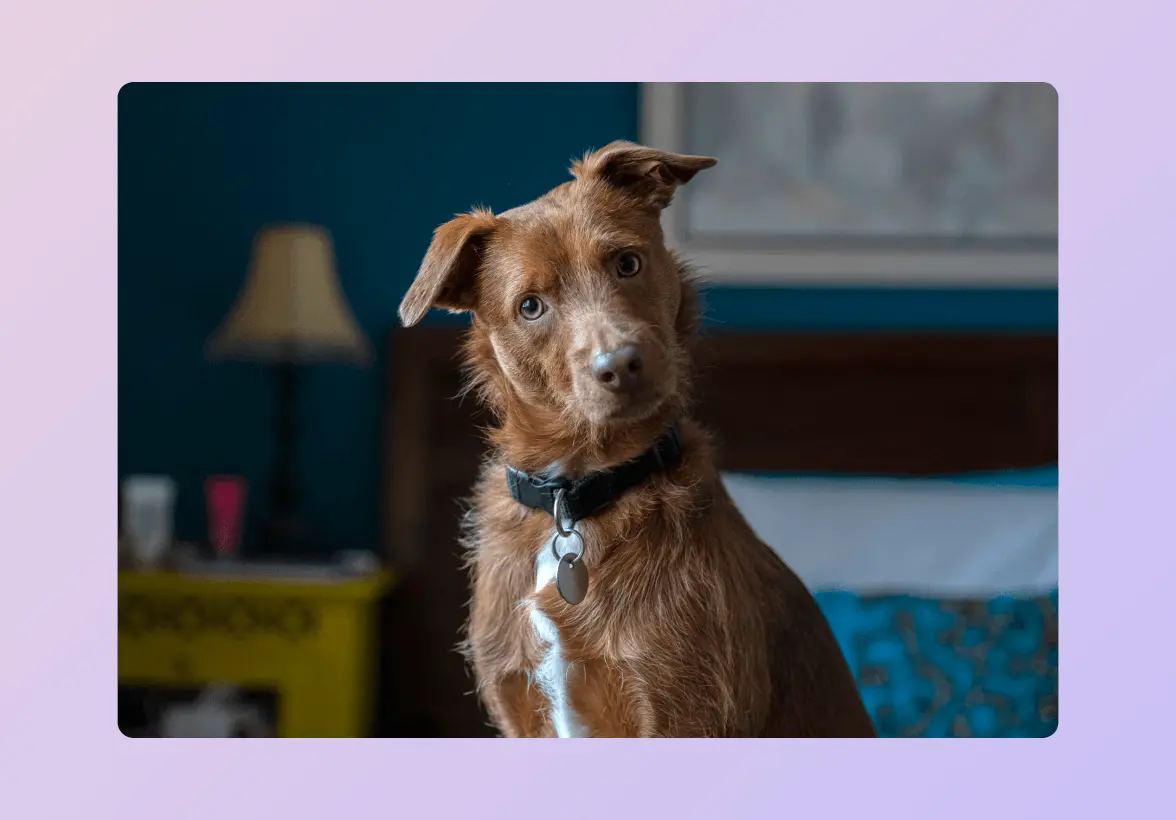 Brown dog with a tilted head, wearing a black collar with a tag, indoors near a bed and lamp.