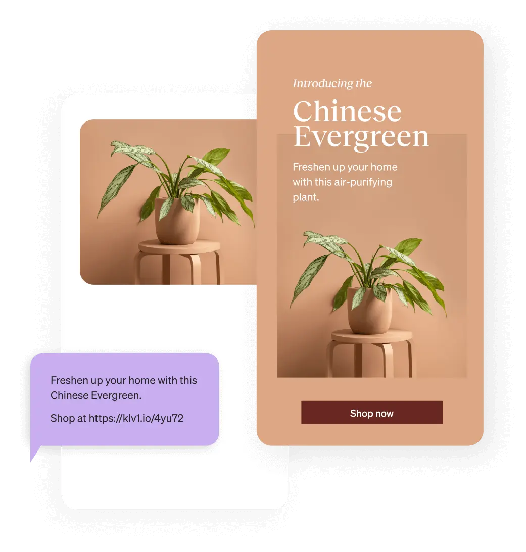 An email and text marketing messaging for purchasing a Chinese Evergreen plant