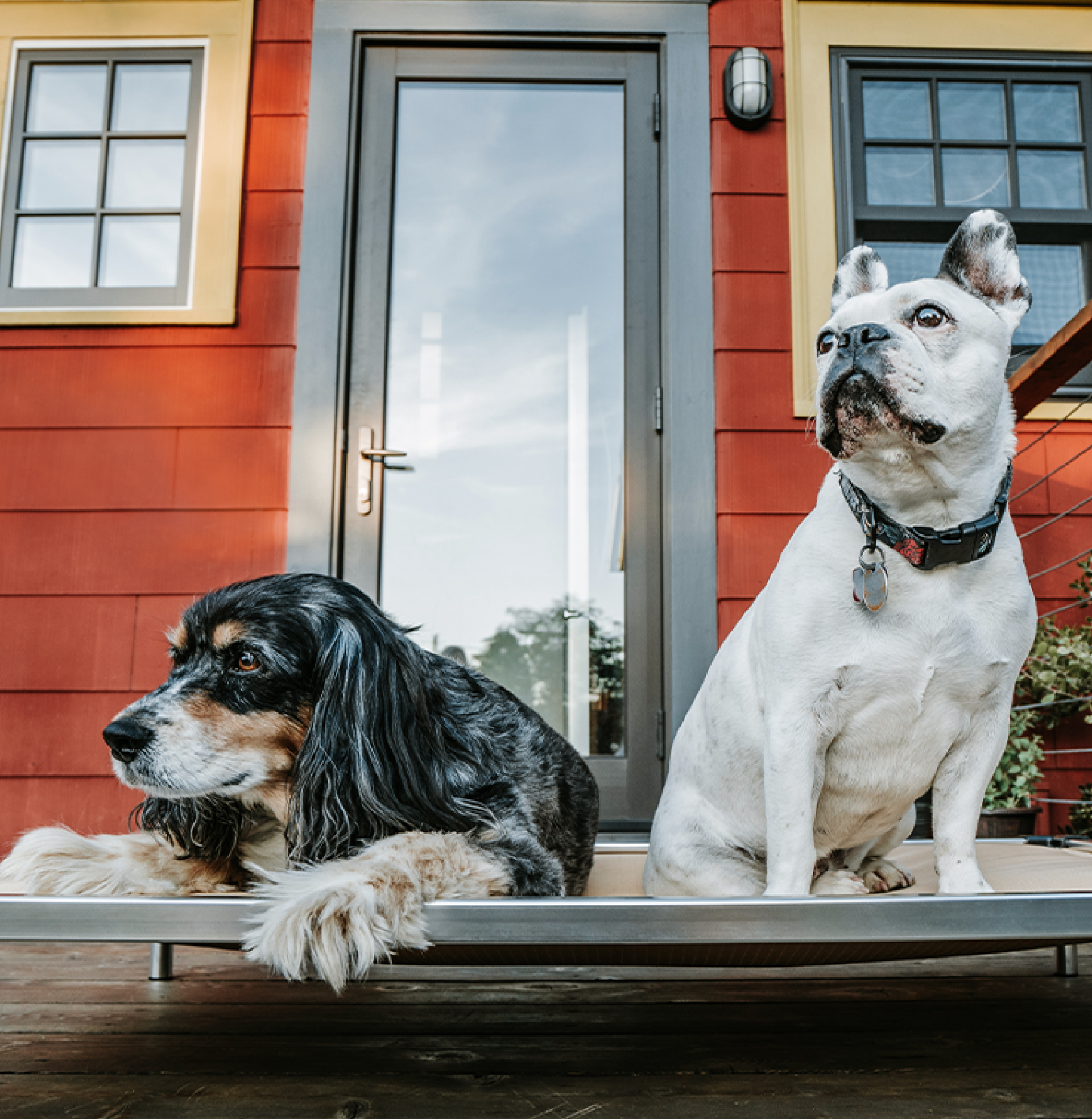 A long-haired black dog lies beside a seated white French bulldog on a raised bed outside a red house.