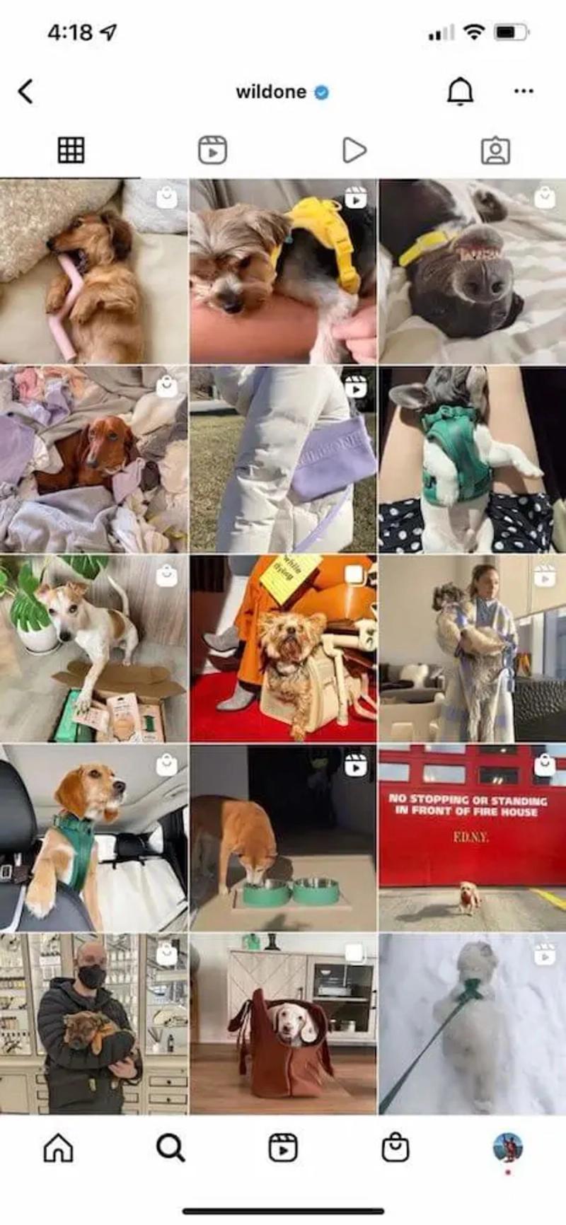 Instagram grid of 12 posts featuring various dogs and pet products from "wildone."