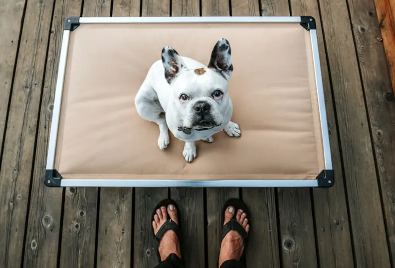 Overhead shot of a white French Bulldog on a beige elevated pet cot on a wooden deck, looking up, with a person's feet below.