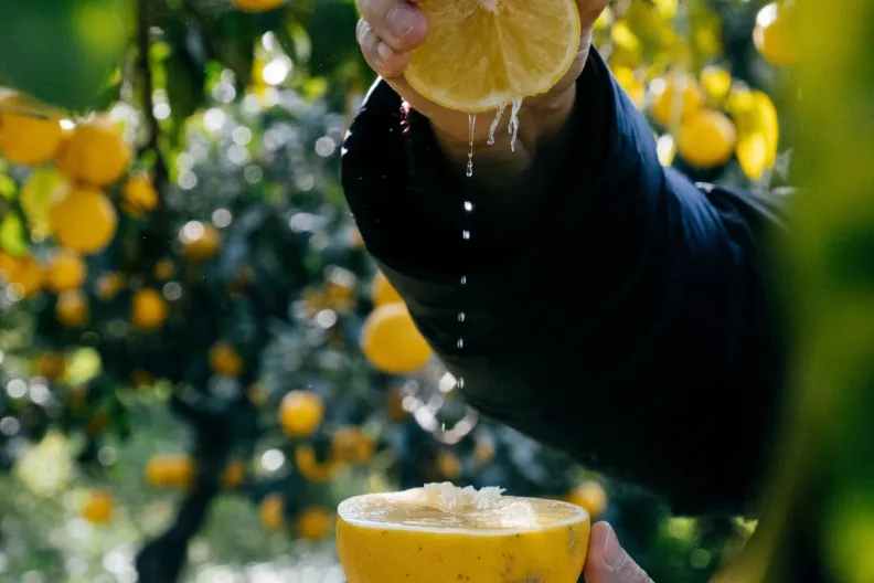 A hand squeezes a lemon half, its juice dripping into another half, with a citrus grove blurred in the background.