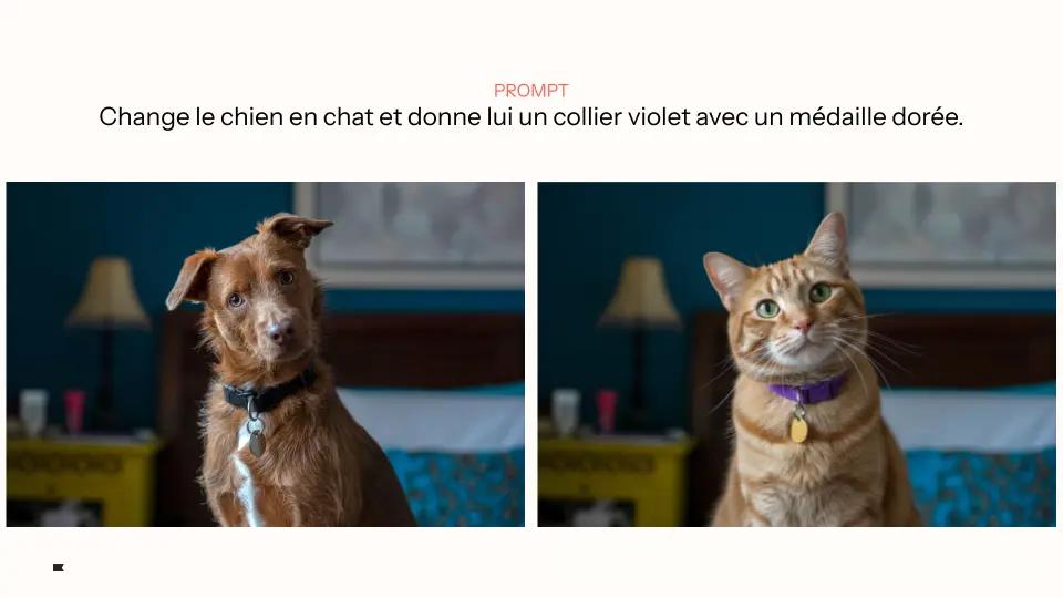 Chien à gauche avec collier noir, transformé en chat roux à droite portant un collier violet avec médaille dorée.