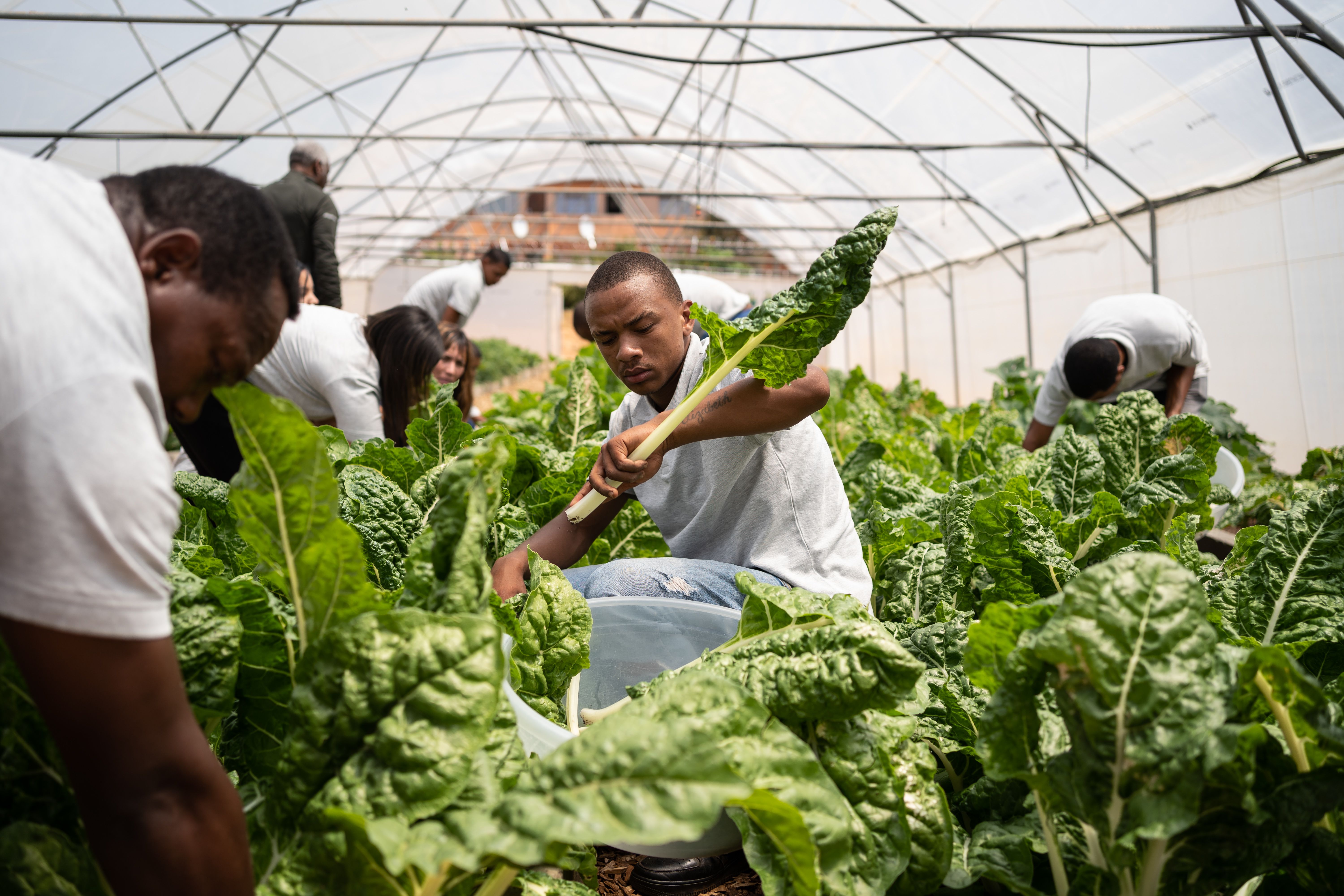 Lukhanyo Urban Farming Network