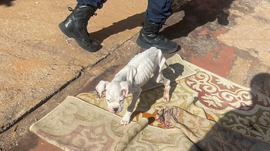 Maus-Tratos a Animal: GCM e CCZ Atuam em Araçatuba