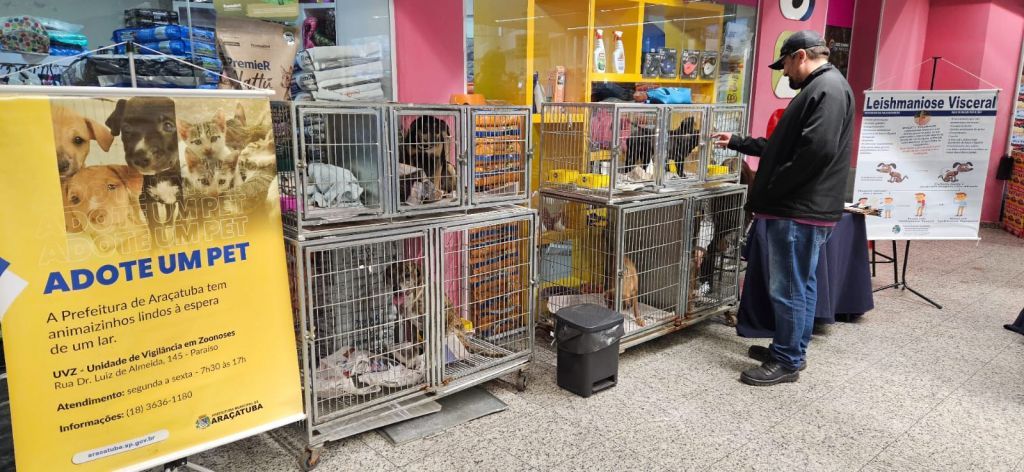 Feira de Adoção em Araçatuba Encontra Lares para 11 Pets