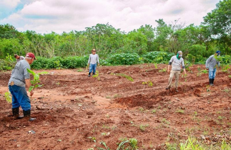 Prefeitura de Andradina realiza plantio de 1.000 mudas para recuperar área de preservação ambiental