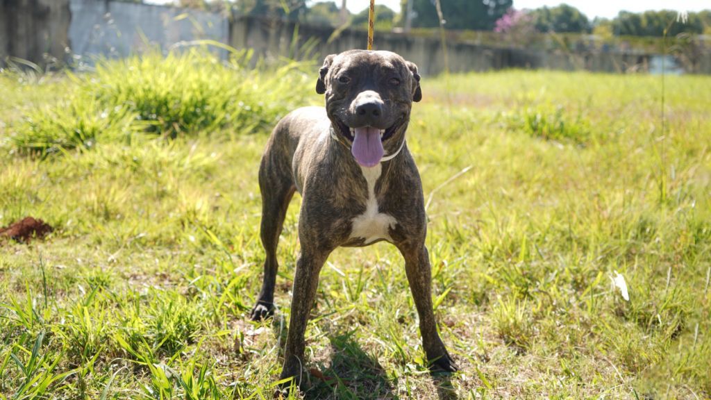 Cães e gatos para adoção na feira de Araçatuba, Super Muffato, 16 de setembro.