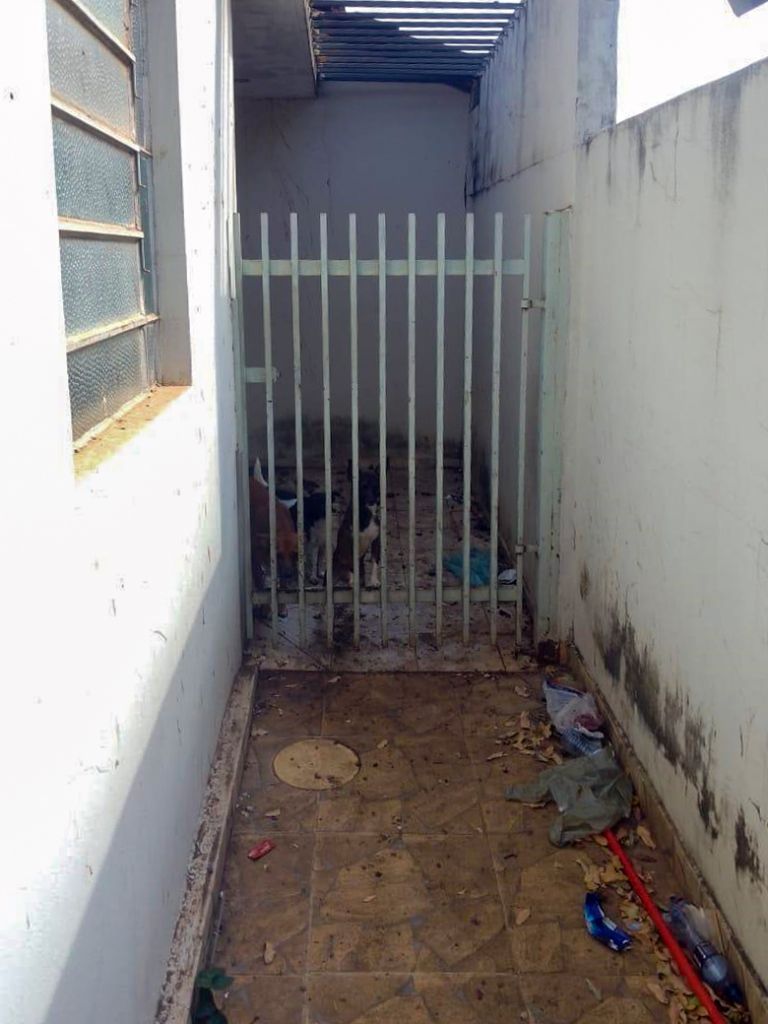 Três cães resgatados em situação de abandono no Jardim América, Araçatuba.