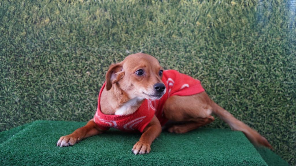 Feira de Adoção de Pets em Araçatuba neste Sábado