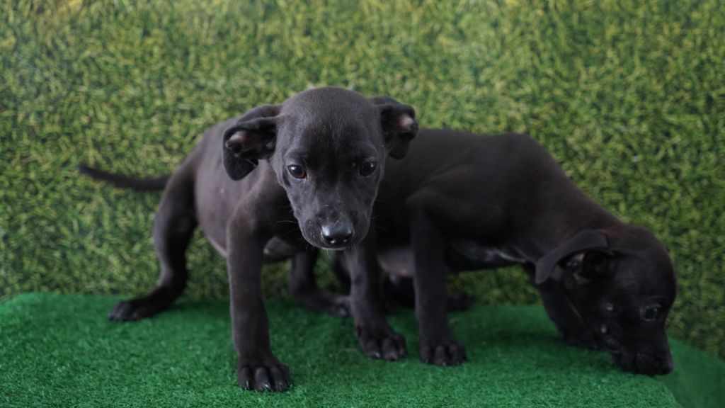 Cães e gatos para adoção no Super Muffato em Araçatuba, evento CCZ.
