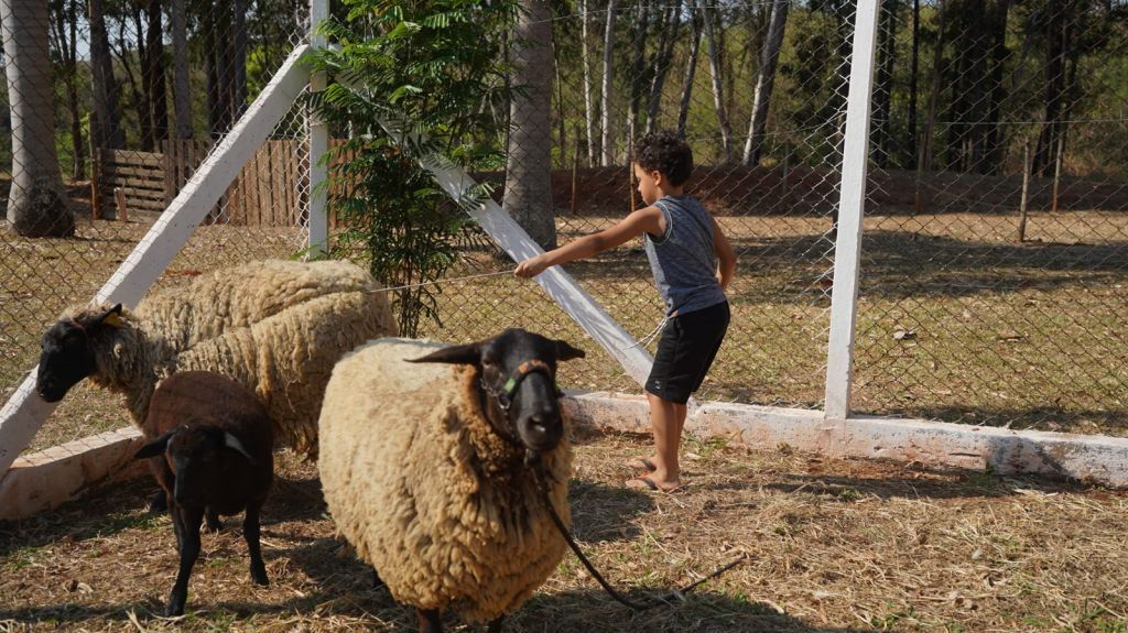 Crianças interagem com cabras no Circuito Fazendinha inclusivo em Araçatuba.