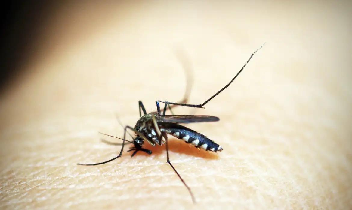 Pesquisas revelam até 110% de variação no preço de repelentes contra mosquitos