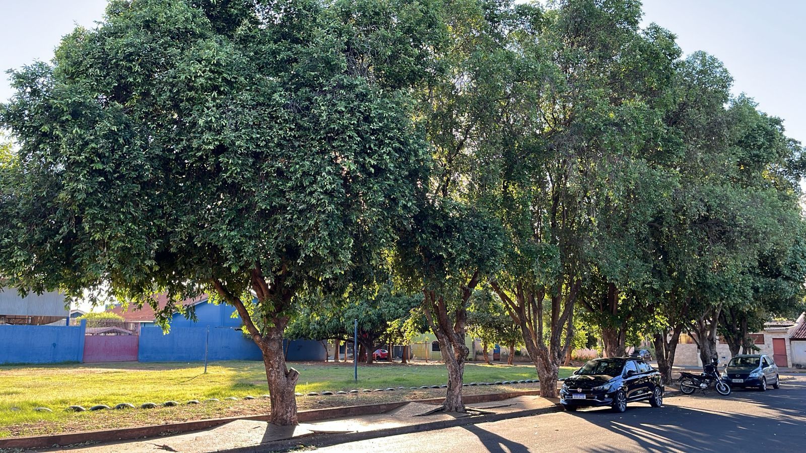 Ver mais sobre Crime Ambiental: Árvores Oiti Envenenadas em Três Lagoas Crime Ambiental: Árvores Oiti Envenenadas em Três Lagoas