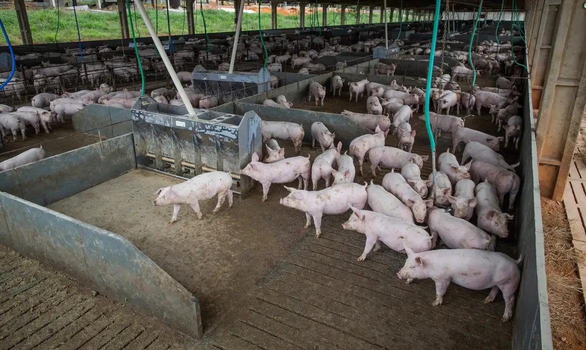 Brasil prevê recorde na produção de carnes em 2026