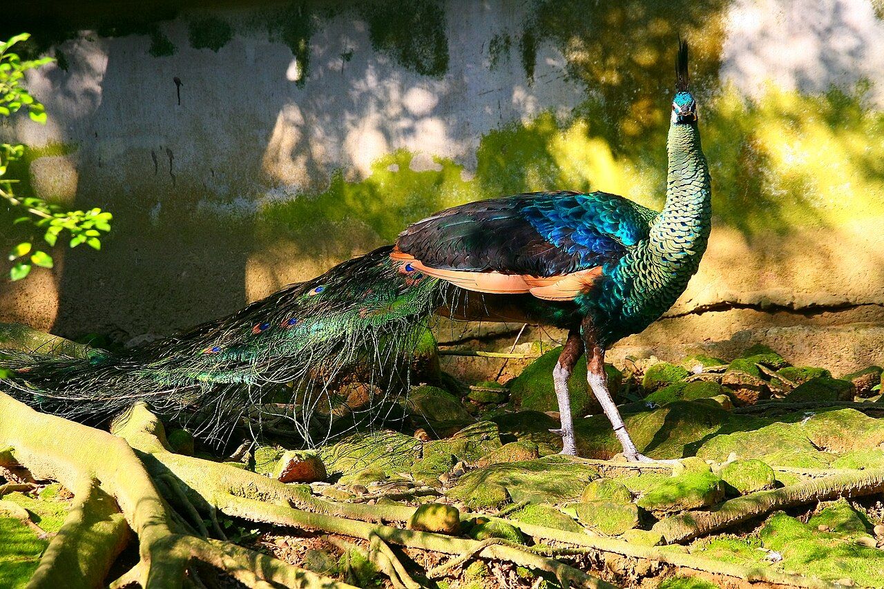 Gênero de Animais: Pavão e Hipopótamo Explicados