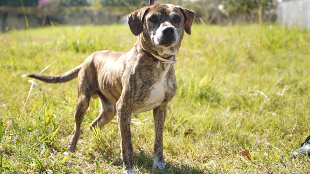 Cães e gatos para adoção no Super Muffato Araçatuba, sábado, 16 de setembro.