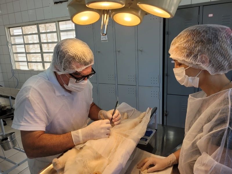 Programa de Castração Animal de Andradina atinge 5 mil gatos