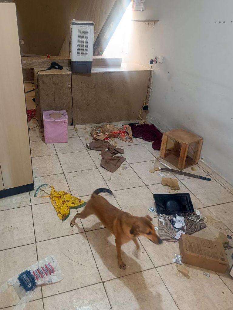 Maus-tratos a Animais Mobilizam Ação em Araçatuba