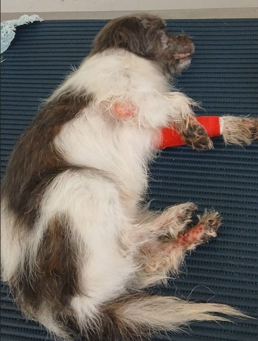 Mulher presa por maus-tratos a cachorro no Benfica