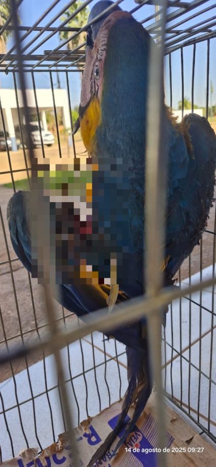 Arara ferida por linha de cerol em Três Lagoas