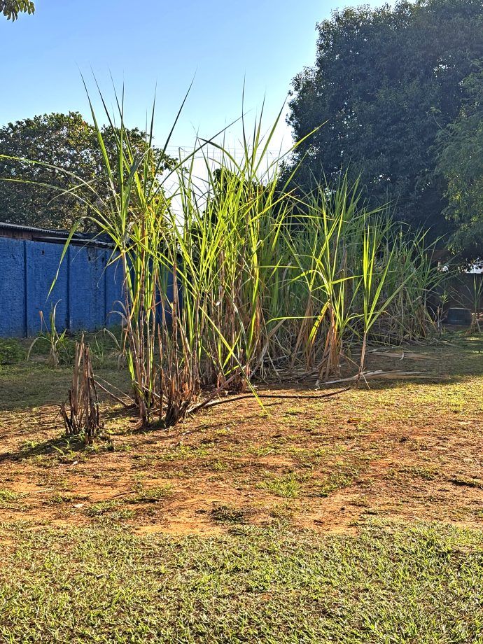 Cultivo de cana-de-açúcar em horta comunitária de Três Lagoas.